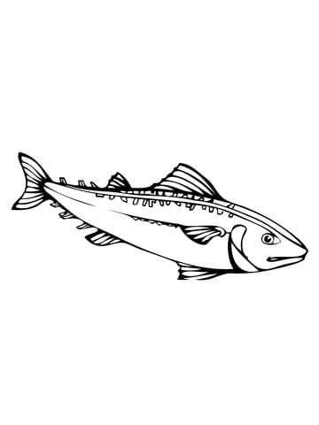 Mackerel Fish Coloring Page